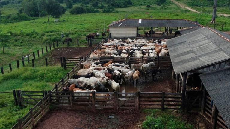A drone view shows cattle during an auction in the city of Xinguara in the interior of Para state, Brazil, March 14, 2025. - REUTERSPIX