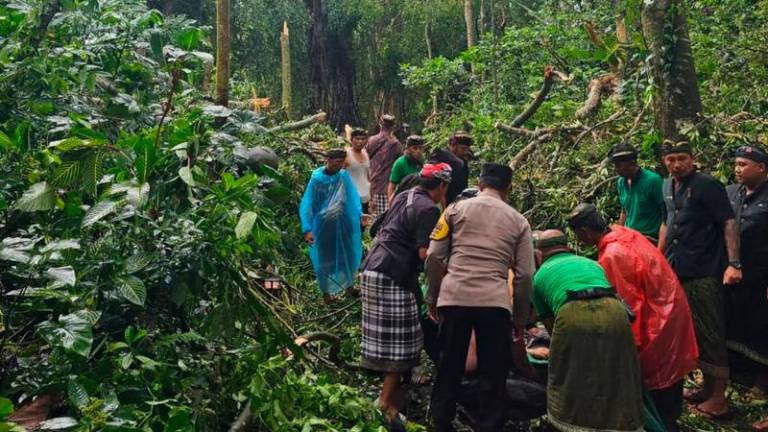 Officials from the Gianyar Police, Regional Disaster Mitigation Agency, and National Defense Forces, along with locals evacuate victims struck by a falling tree at the Monkey Forest tourist attraction, Ubud, Gianyar district, Bali, on Tuesday (December 10, 2024). (ANTARA/HO-Gianyar Police/rst)