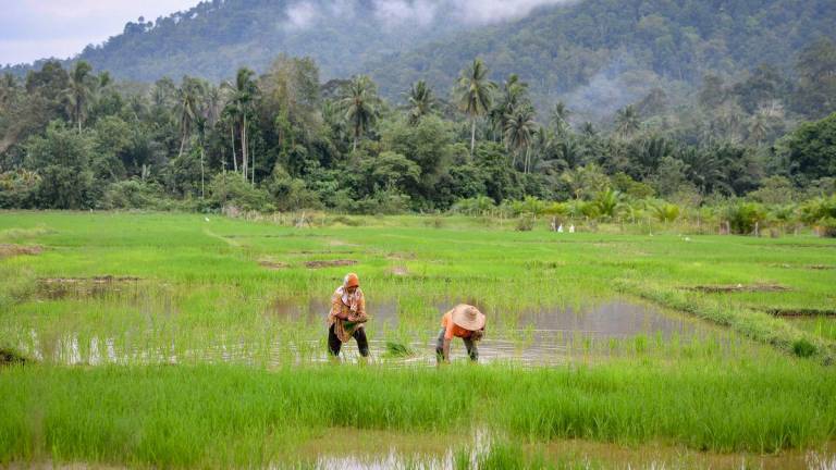 Pix for representational purposes - BERNAMAPIX