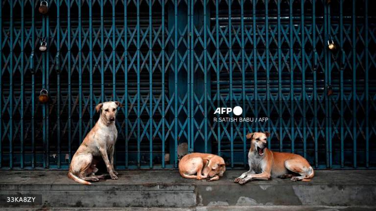 Stray dogs take shelter at a closed shop along a street, as it rains in Chennai on June 19, 2023. - AFP
