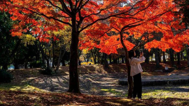 A woman takes pictures underneath a maple tree in autumn colours at a park outside Kiyosumi Garden in Tokyo - AFPpix