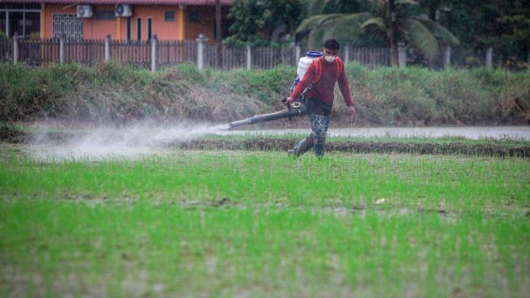 Pesawah melakukan kerja-kerja sawah ketika tinjauan FotoBernama di Kampung Balik Bukit, Chuping hari ini. - BERNAMA