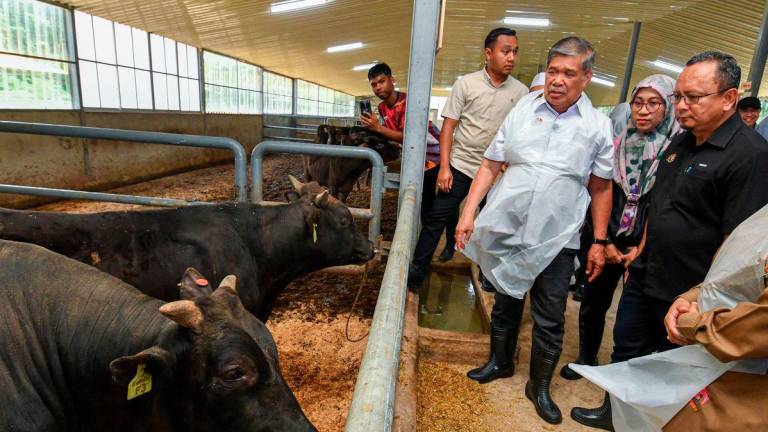 Menteri Pertanian dan Keterjaminan Makanan Datuk Seri Mohamad Sabu (tiga, kanan) melihat sebahagian ternakan lembu baka Wagyu pada Majlis Perasmian Kandang Ternakan Lembu Wagyu Kelfarm Sdn Bhd di Kampung Seribong hari ini. - BERNAMA