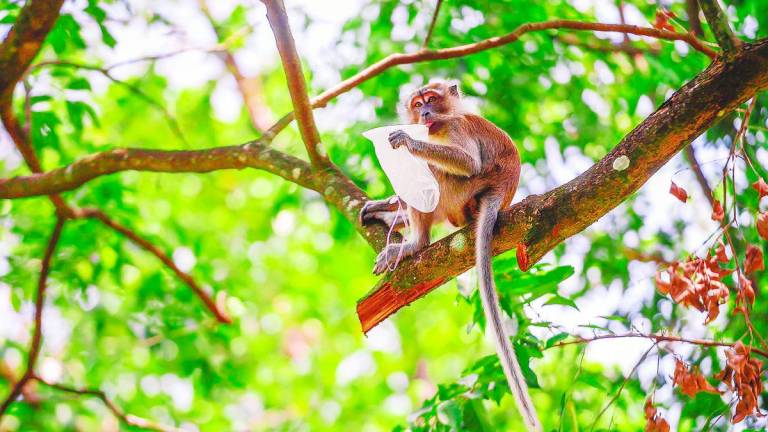 With the population of most nations still growing, more forests will continue to be chopped down to create farmlands, towns and factories. This will release huge amounts of carbon dioxide into the atmosphere, warming the air further. – Adib Rahwi Yahya/theSun