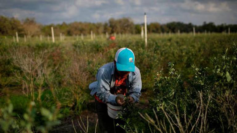 A Mexican migrant worker picks blueberries during a harvest at a farm in Lake Wales, Florida - REUTERSpix