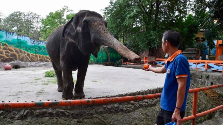 An elderly elephant has died in a Philippine zoo, an official said on November 29, 2023, after a failed global campaign to have her transferred to an animal sanctuary/AFPPix
