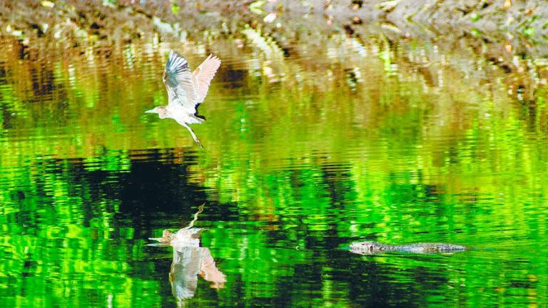 We are blessed with biodiversity, regional influence and a dynamic, intelligent population. But leadership in the green economy demands more than potential; it requires political courage, institutional alignment and sustained public engagement. – BERNAMAPIC