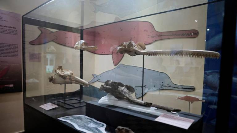 A fossil of the skull of the largest dolphin in history that inhabited the Peruvian Amazon 16 million years ago and was discovered in an expedition sponsored by the National Geographic Society is exhibited at the Museum of Natural History in Lima, Peru, March 20, 2024/REUTERSPix