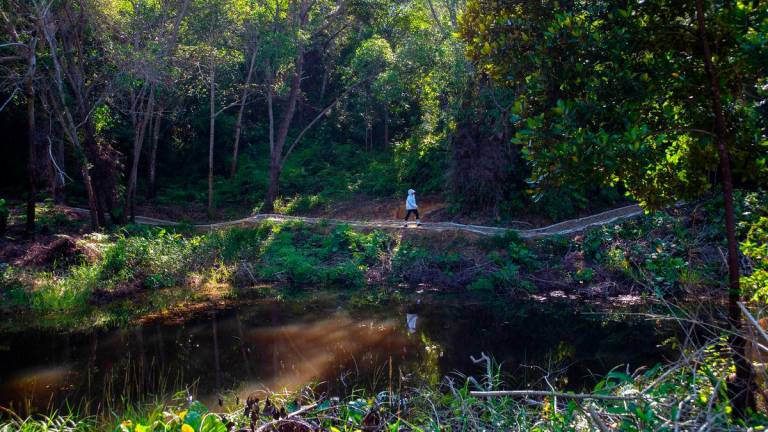 Trek ekologi yang baharu siap dibina di Taman Botani Labuan kini dibuka kepada orang ramai, menawarkan pemandangan indah dan laluan pendidikan untuk aktiviti mendaki atau berjalan kaki yang sesuai untuk semua tanpa mengira tahap kecergasan. fotoBERNAMA