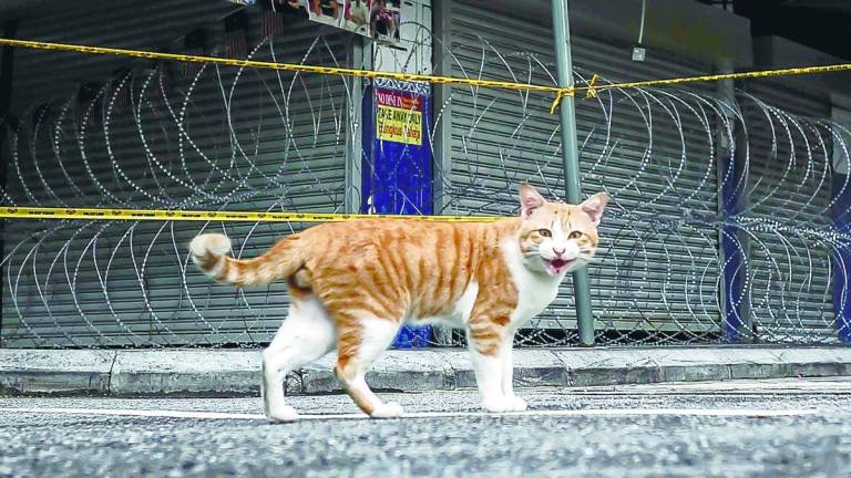 By saving a stray, we not only give an animal a second chance at life, but also build bridges among communities, fostering a Malaysia that is not just diverse but compassionate and united in action. – Adib Rawi Yahya/theSun
