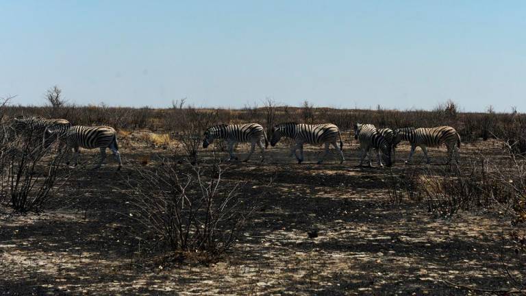 Zebras graze in a burnt field following the Etosha National Park wildfire, in the Kunene region, Namibia, October 1, 2025. - REUTERS/Noah Tjijenda