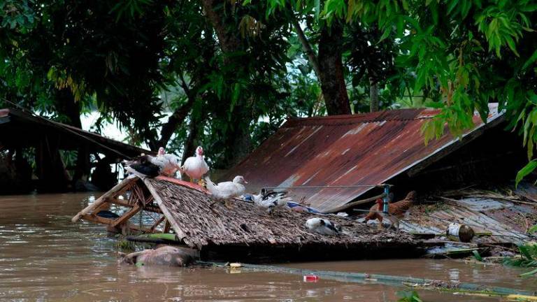 A flock of ducks sit atop a roof of a submerged house brought about from Tropical Storm Trami in Bula town, Camarines Sur province, South of Manila on October 26, 2024. - AFPPIX