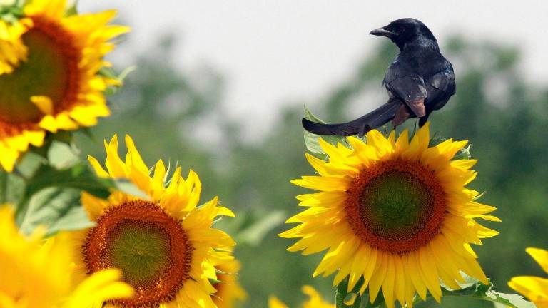 Many Indian farmers cultivate sunflower for its seeds to produce cooking oil. - REUTERSPIX