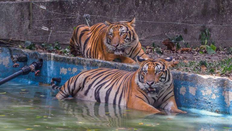 Abdul Kadir said efforts are carried out consistently to ensure the Malayan tiger can be preserved for future generations. – Adib Rawi Yahya/theSun