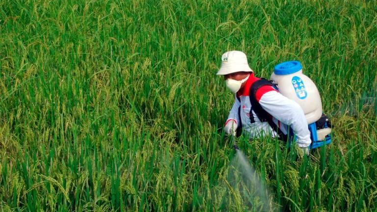 Gambar Hiasan. Sawah padi. fotoBERNAMA