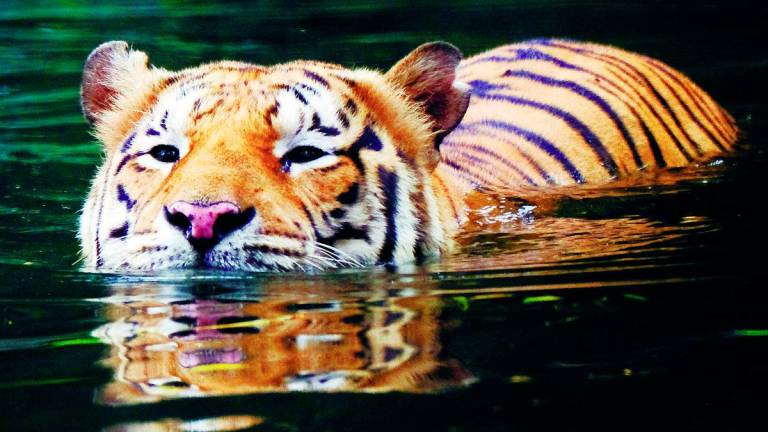Protecting the Malayan tiger is not just a conservation issue; it is also about protecting Malaysia’s pride, heritage and future. - BERNAMAPIC