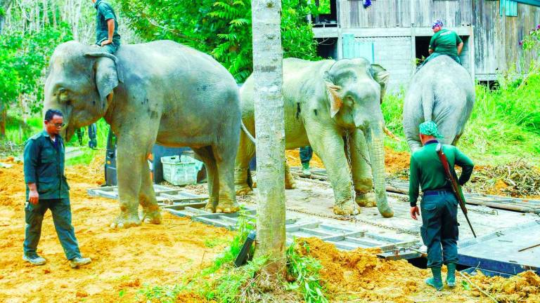 There are efforts underway by NGOs, wildlife departments and international partners but they are not enough unless every highway, plantation, township and policymaker commit to coexistence. – BERNAMApix