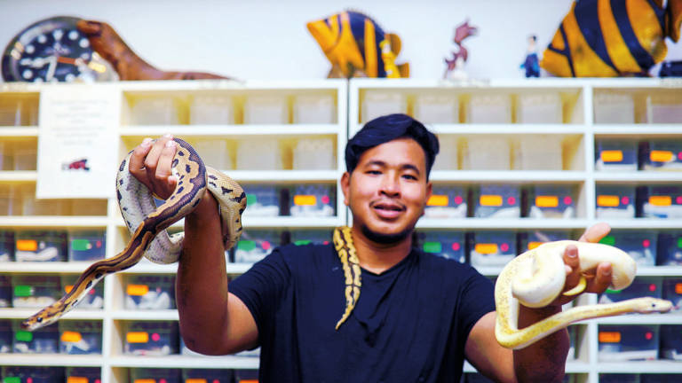Individuals who wish to import, export, sell or keep snakes must apply for a licence or special permit from the Wildlife and National Parks Department. – theSunpix