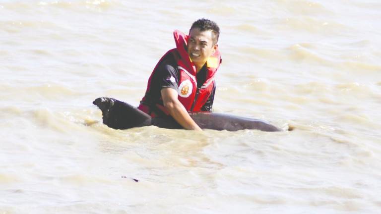 A firefighter assisting a stranded dolphin to get back into deeper waters. Wan Mohd Syazwan said fishermen and boat operators should be trained to report sightings and strandings. – SUNPIC