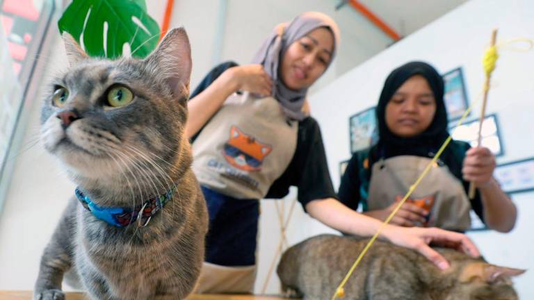 Siti Aisyah said partnerships between psychology and veterinary departments could lay the foundation for a Malaysian model of AAT. – AMIRUL SYAFIQ/THESUN