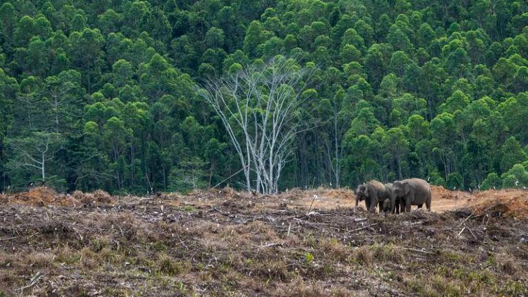 Cheah said elephants are forced to venture into plantations and settlements for food, which leads to increased conflict. – BERNAMAPIC