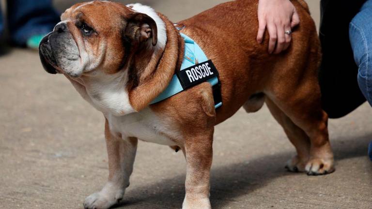Lewis Hamilton’s dog Roscoe. Reuterspix