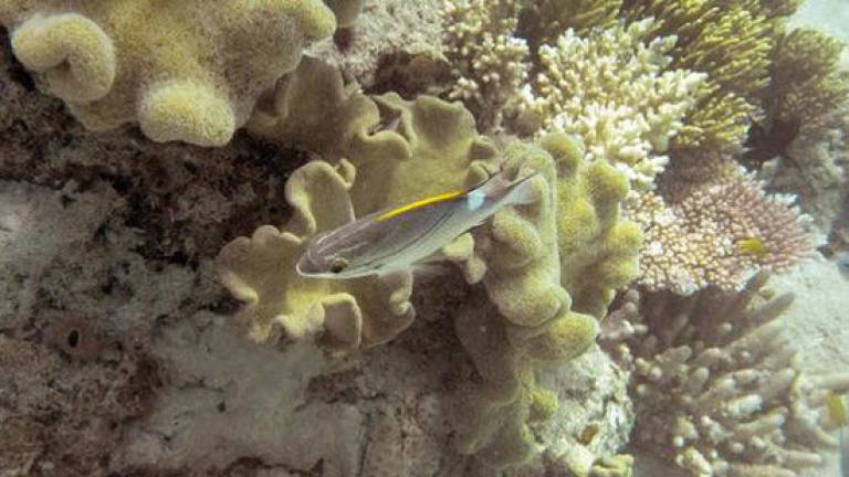 Plan ensures Great Barrier Reef not in danger