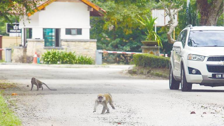 Tengku Rinalfi Putra said climate change also plays a role in altering wildlife behaviour as shifting weather patterns disrupt the growth of plants and affect the entire food chain. – AMIRUL SYAFIQ /THESUN