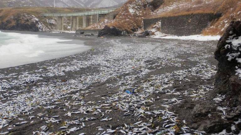 Photo shows beached sardines in Matsumae, Hokkaido. Photo: Kyodo