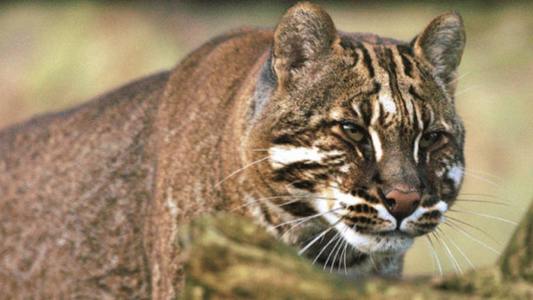 Credit - Wildlife Alliance portal