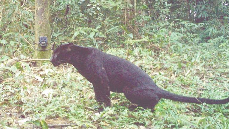 Garcia highlighted the importance of rallying Malaysians to support conservation of panthers as many are unaware of their endangered status. – PIC COURTESY OF WWF