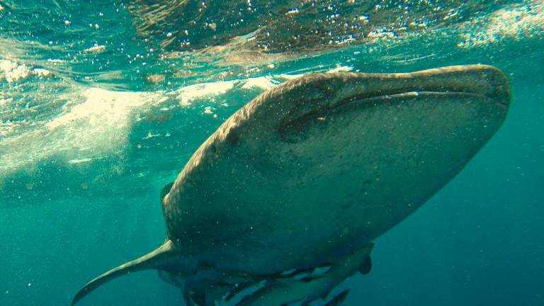 The Whale Shark is not among the usual species landed by fishermen in local waters. – PEXELSPIX