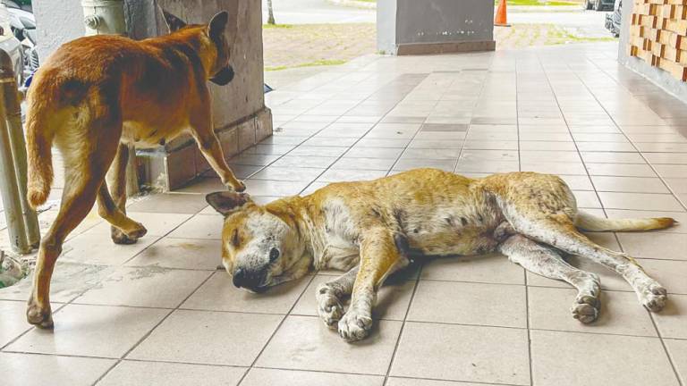 Amilan said euthanasia is permitted under specific conditions, such as animals suffering from diseases or cases of population control in which no ownership exists. – Amirul Syafiq/theSun