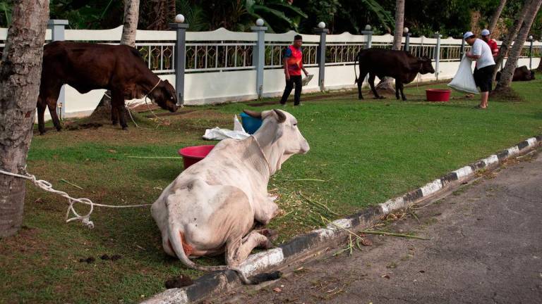 Pix for representational purposes - BERNAMAPIX