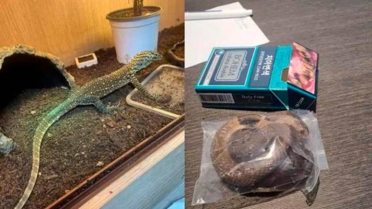 A smuggled Komodo dragon (left) and a snake hidden in a cigarette box. Photo: Incheon Airport Customs