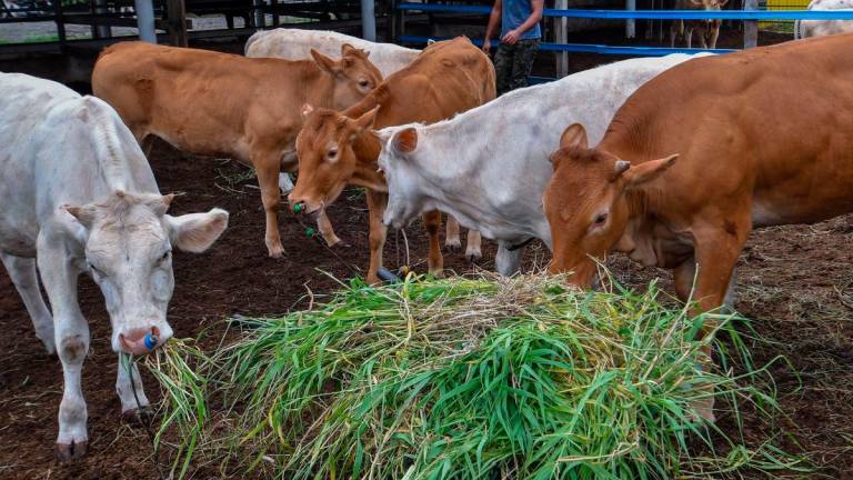 Gambar Hiasan Sahaja - Lembu-lembu di Kelantan -BERNAMA