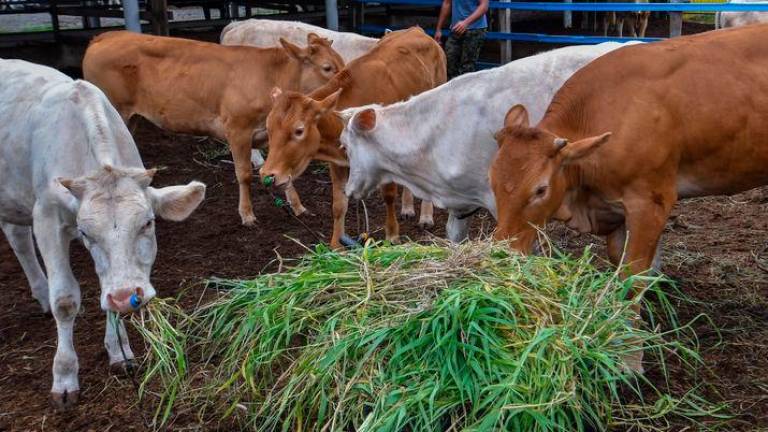 Demand for cattle to increase by over 30,000 for Aidiladha - Kelantan Exco