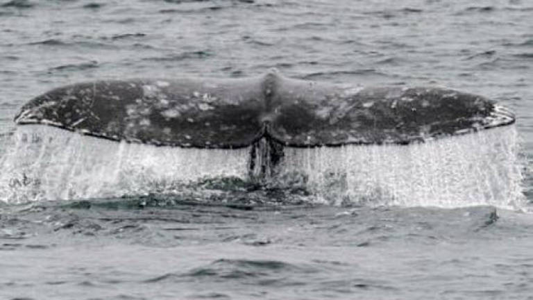 Record-low number of whales hunted off Japan's north-east