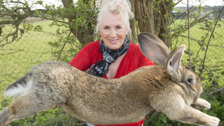 Giant rabbit dies on United Airlines flight