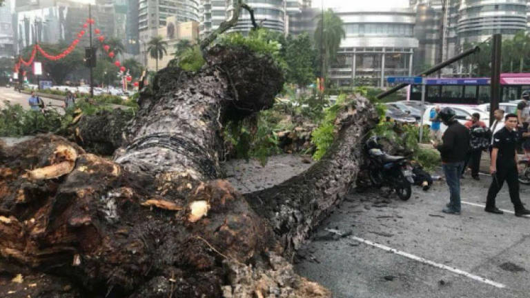 Root of problem in tree fall near KLCC (Updated)