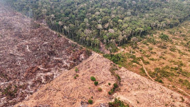 A drone view of a forest fire devastation in the Amazon in an area of the Trans-Amazonian Highway BR230 in Labrea, Amazonas state, Brazil September 4, 2024. - REUTERSPIX
