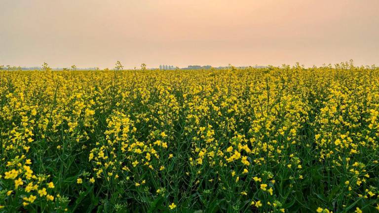 A flowering canola crop grows in the Canadian prairies in Saskatoon, Saskatchewan, Canada, July 14, 2025. - REUTERSPIX
