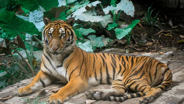 Gambar Hiasan sahaja-Harimau. PEXELSpix