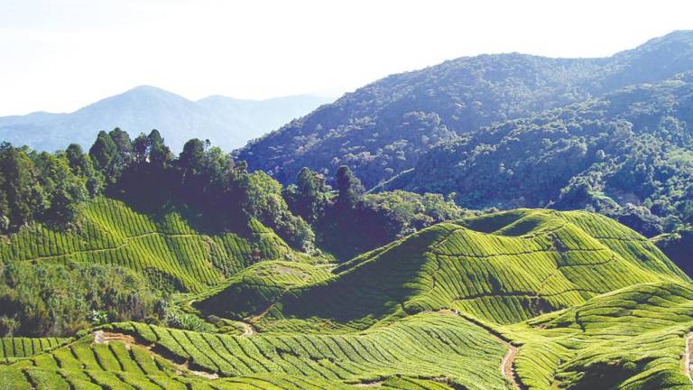 Cameron Highlands deserves to be marketed more, especially to niche tourists seeking green destinations with distinctive, charming attractions.