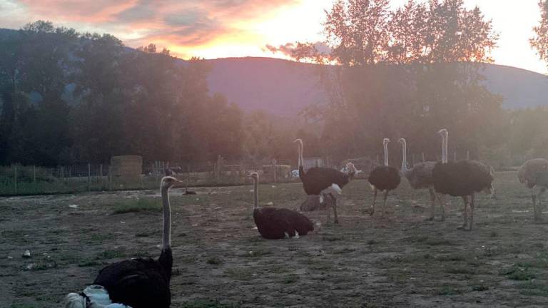 Canadian ostriches, part of a flock that was set to be culled after two dead birds tested positive for avian flu, and that was granted a last-minute stay of execution from Canada’s highest court on September 24, 2025, look on in this picture taken at Universal Ostrich Farms in Edgewood, British Columbia, Canada, September 20, 2025. Karen Esperson/Handout via REUTERS
