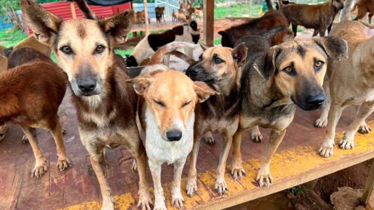 Furrykids Safehaven