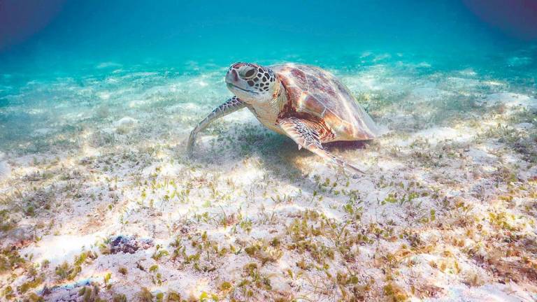 Coastal erosion, spurred by climate change and human activity, threatens nesting beaches like Telaga Papan. – PIC COURTESY OF WWF-MALAYSIA