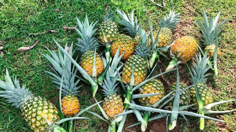 Gambar tujuan representasi sahaja: Gambar Kredit: Melaka Tropical Fruit Farm - Mtff Melaka / Facebook