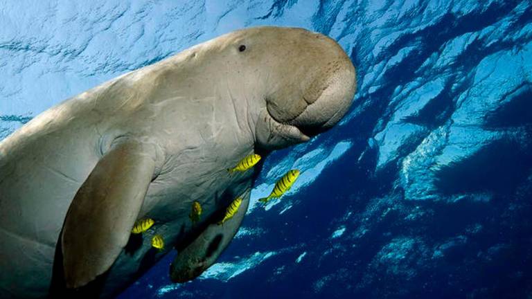 Pix for visual purposes. Photo: WWF website