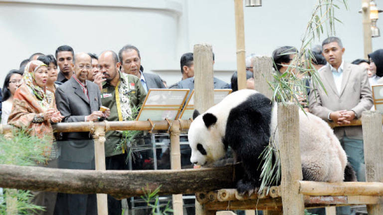 King and Queen visit the pandas